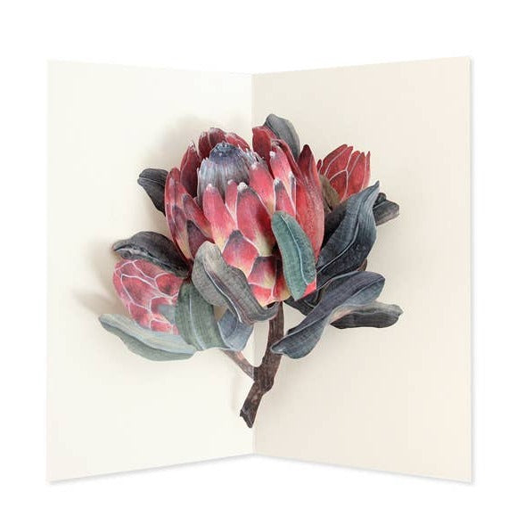Protea Pop-Up card