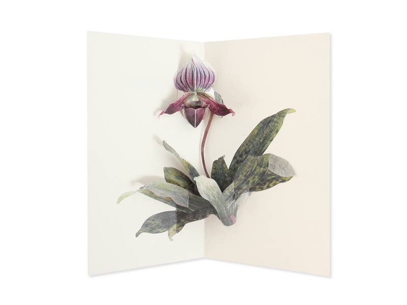 Lady Slipper Orchid Pop-Up Card