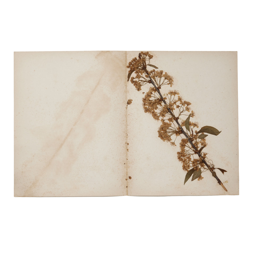 1896 Herbarium AFL_003