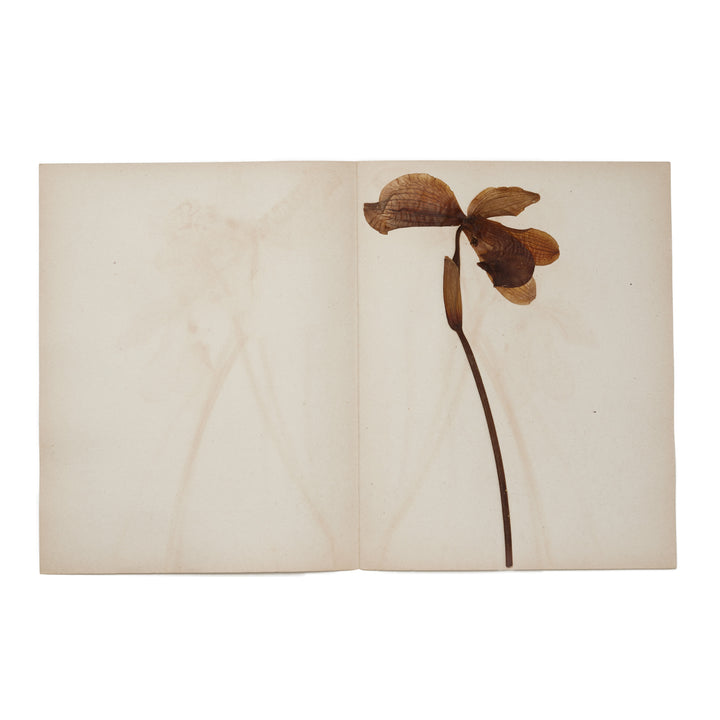 1896 Herbarium AFL_004