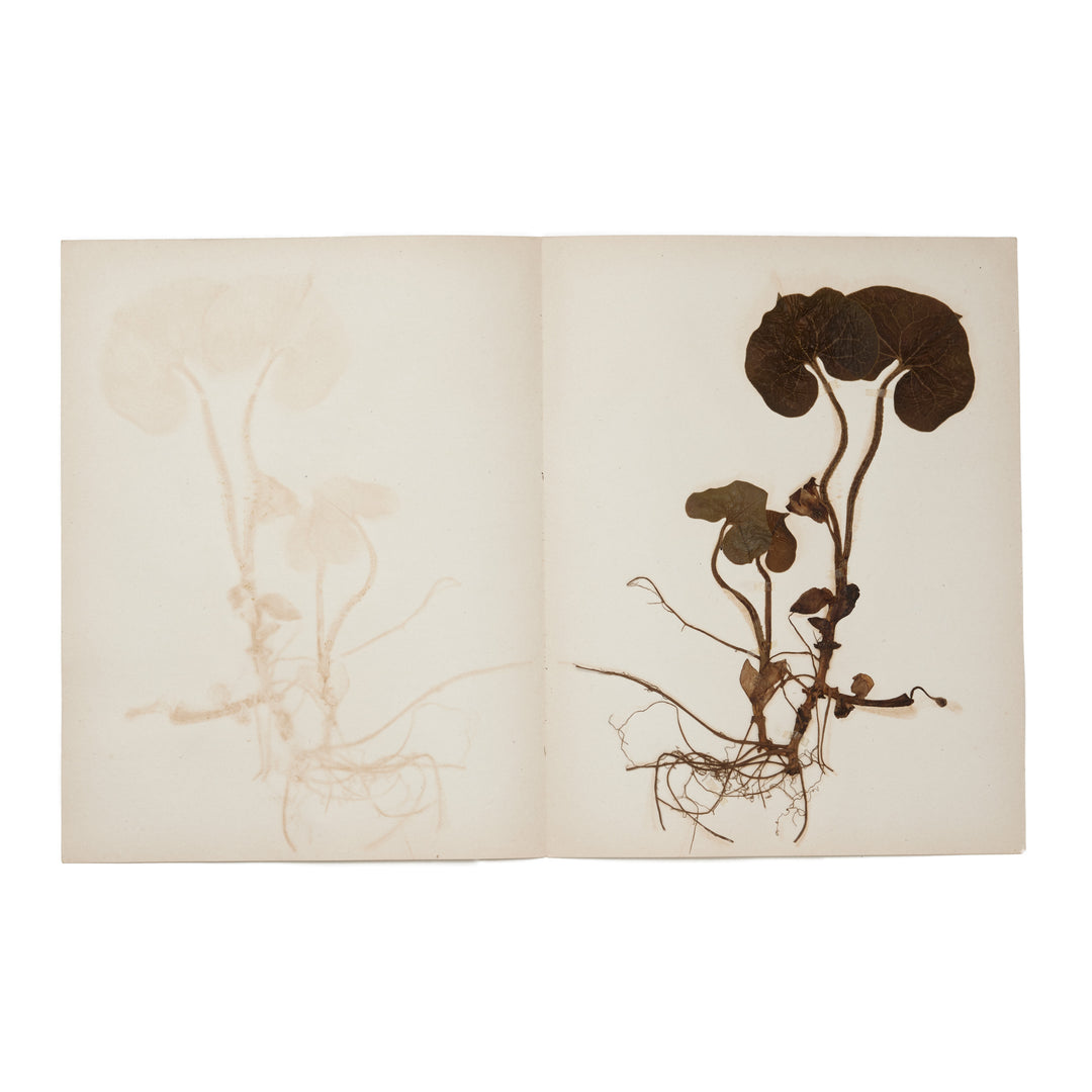 1896 Herbarium AFL_006