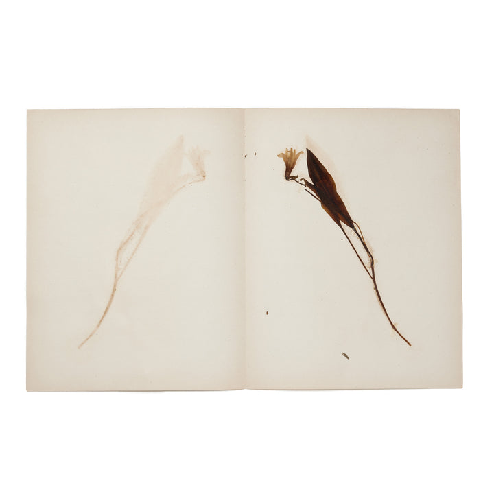 1896 Herbarium AFL_008