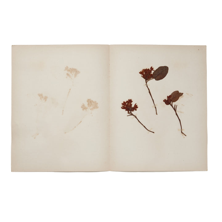 1896 Herbarium AFL_010