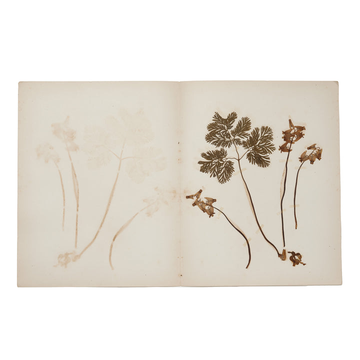 1896 Herbarium AFL_011