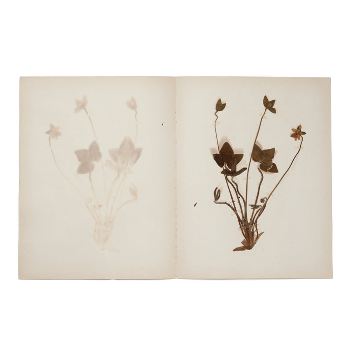 1896 Herbarium AFL_017