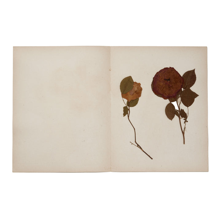 1896 Herbarium AFL_019