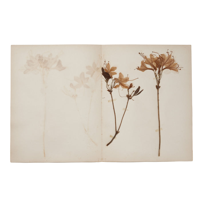 1896 Herbarium AFL_021