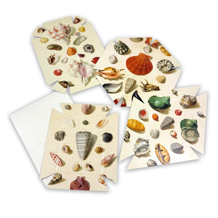 Shells Paper Trays, Set of 4