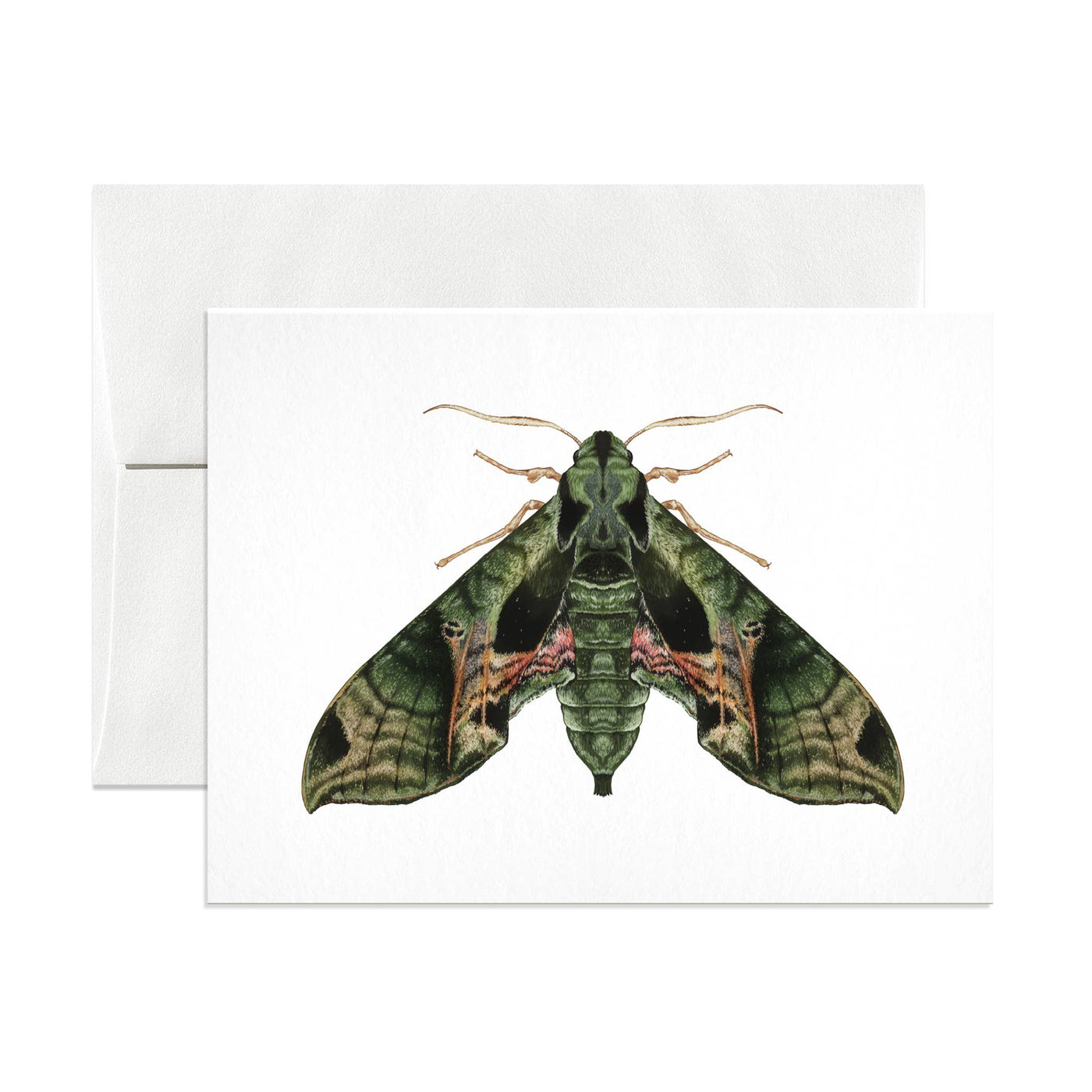 Pandora Sphinx Moth Greeting Card