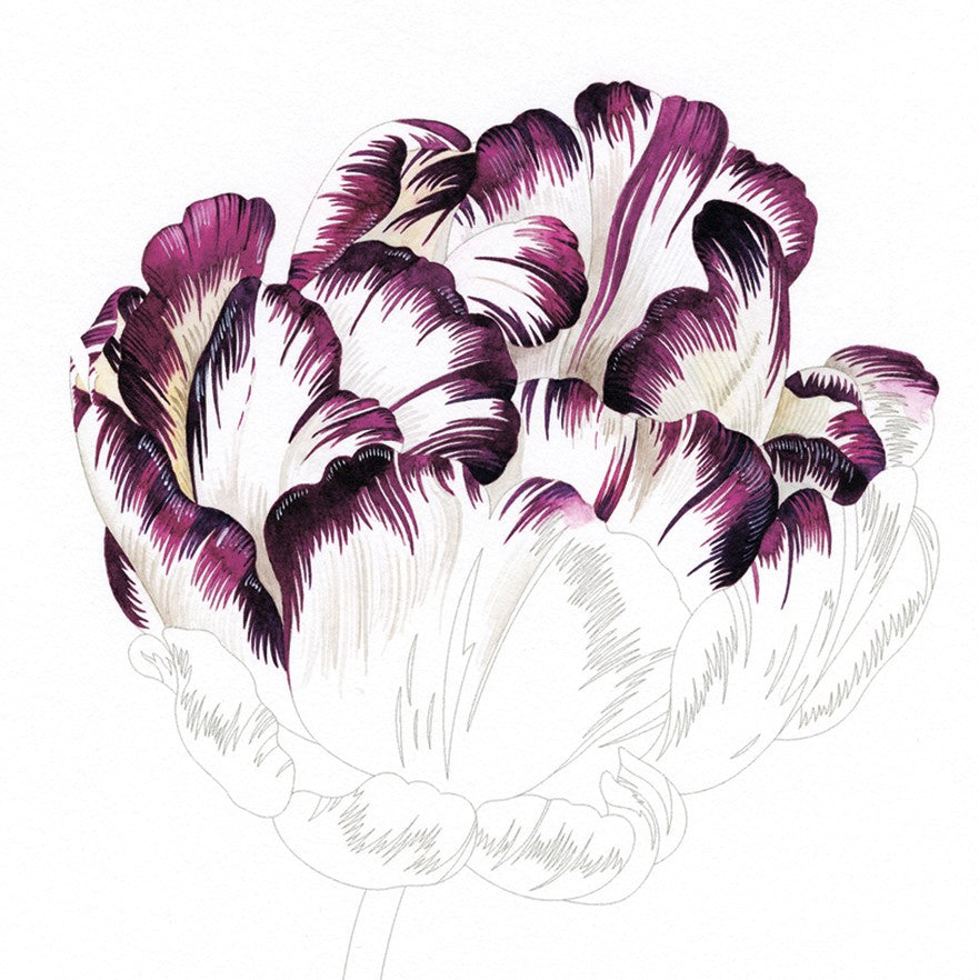 Flowers Drawing & Colouring Practise Book
