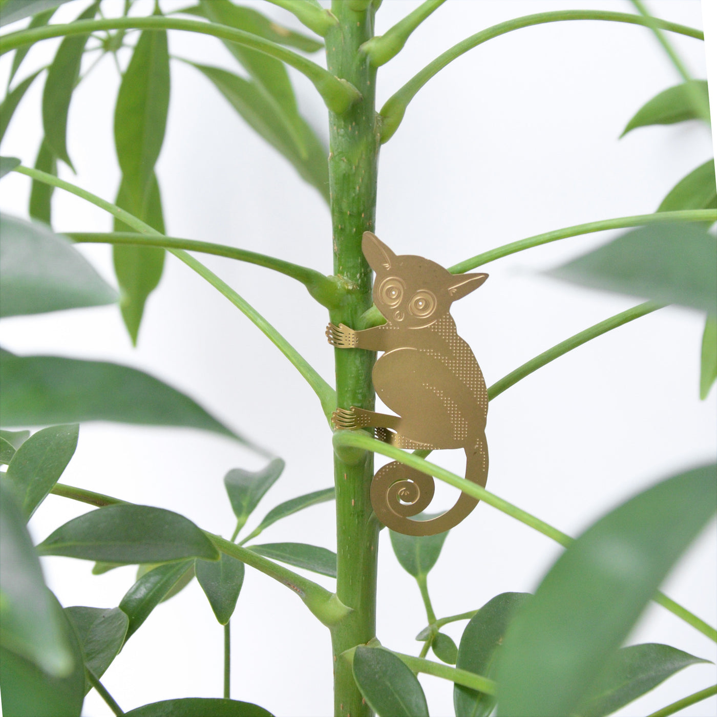 Plant Animal - Bush Baby